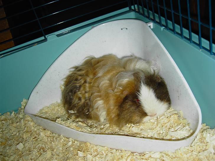 Marsvin Berta - Berta er gået omkuld billede 7