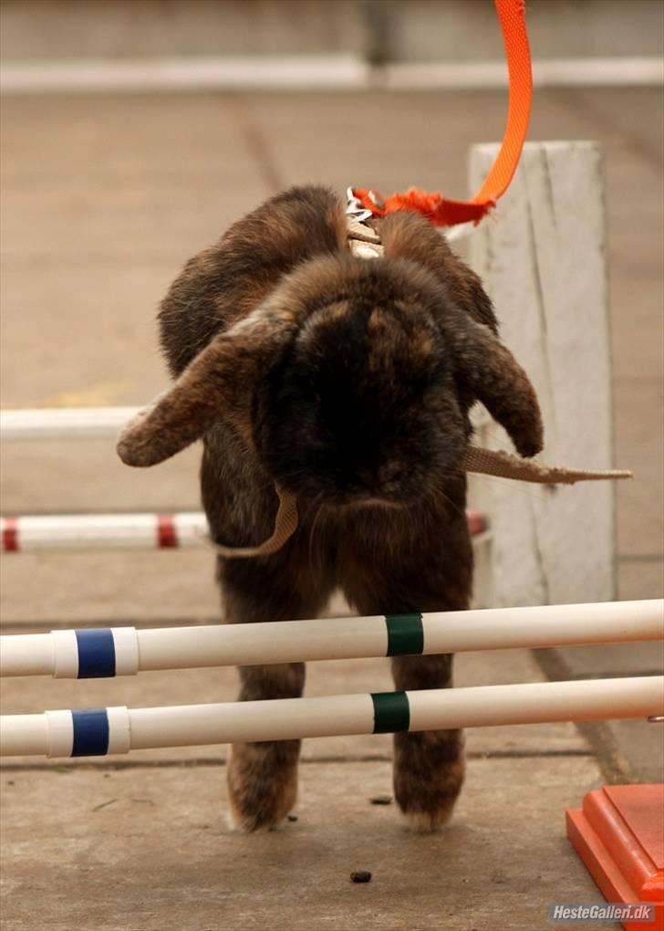 Kanin Don ø R.I.P :`( billede 8