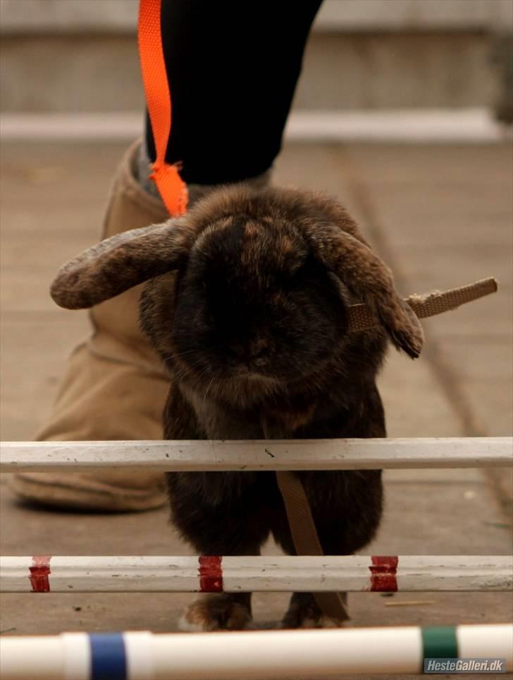 Kanin Don ø R.I.P :`( billede 9