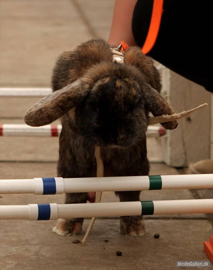 Kanin Don ø R.I.P :`( billede 10