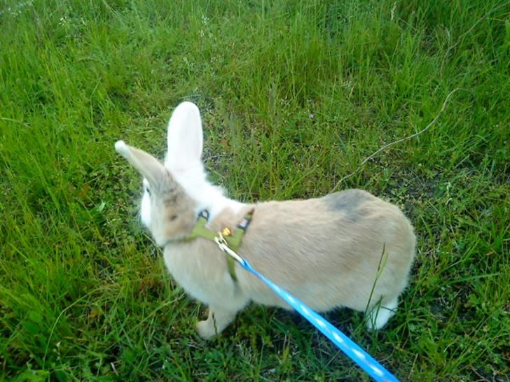 Kanin Perle billede 9