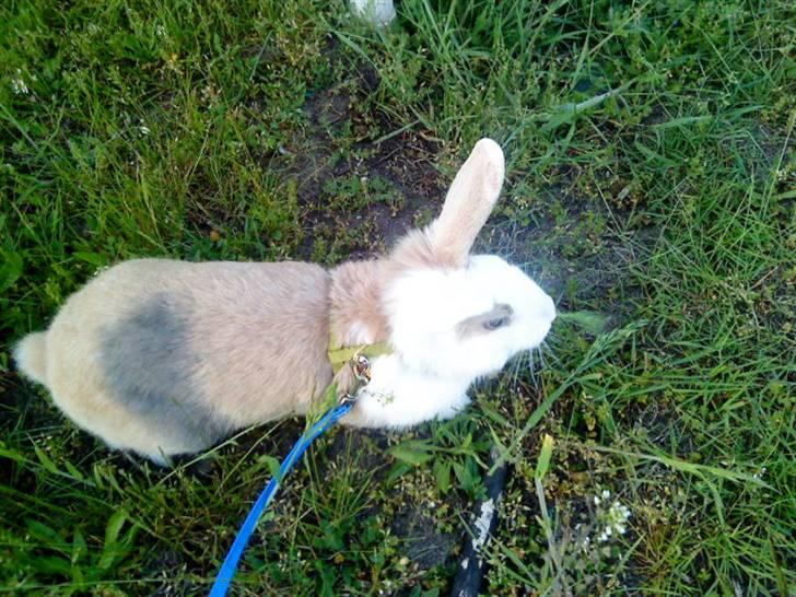 Kanin Perle billede 10
