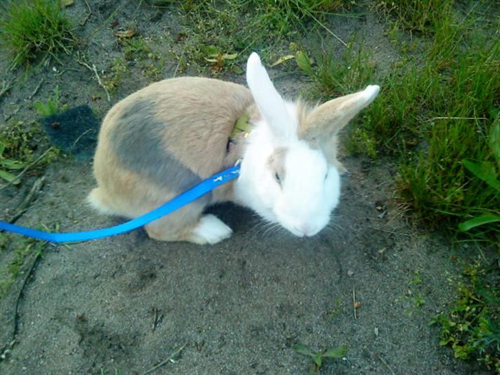 Kanin Perle billede 11