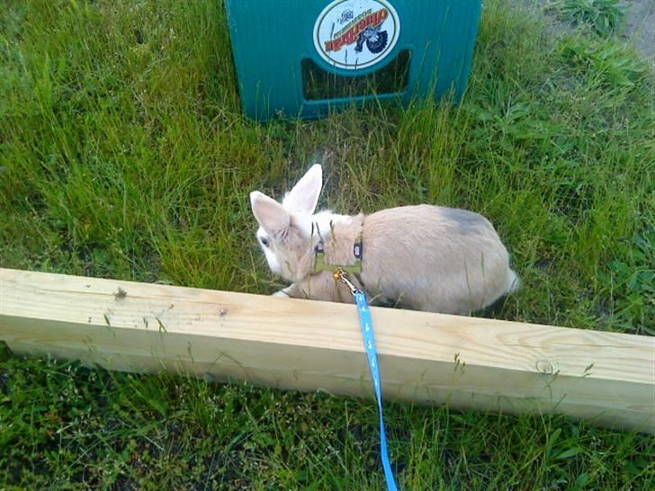 Kanin Perle billede 12