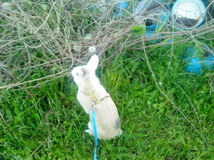Kanin Perle billede 13