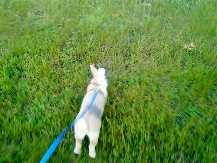 Kanin Perle billede 14