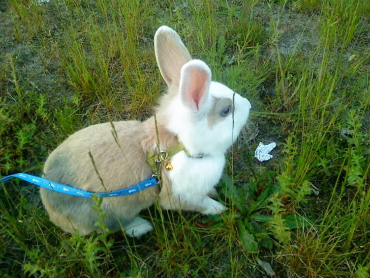 Kanin Perle billede 15