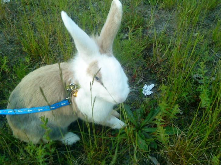 Kanin Perle billede 16