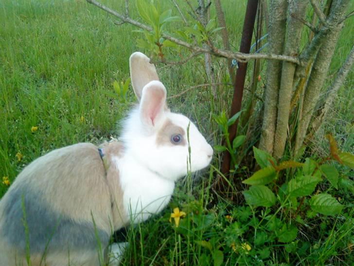 Kanin Perle billede 17