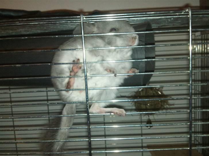 Chinchilla Amaiya <3 solgt billede 17