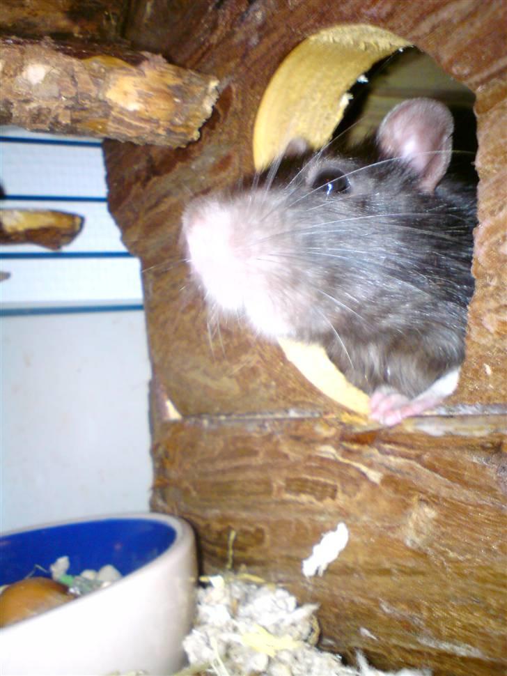 Tamrotte Dave (Død)  billede 1