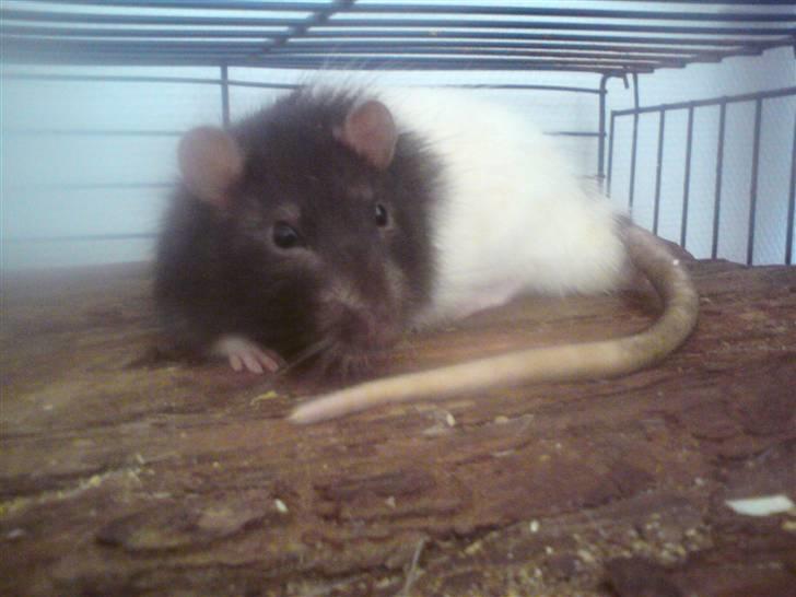 Tamrotte Dave (Død)  - Årh, kan virkelig ik stå for ham her :D Er vild med det billede!  billede 2