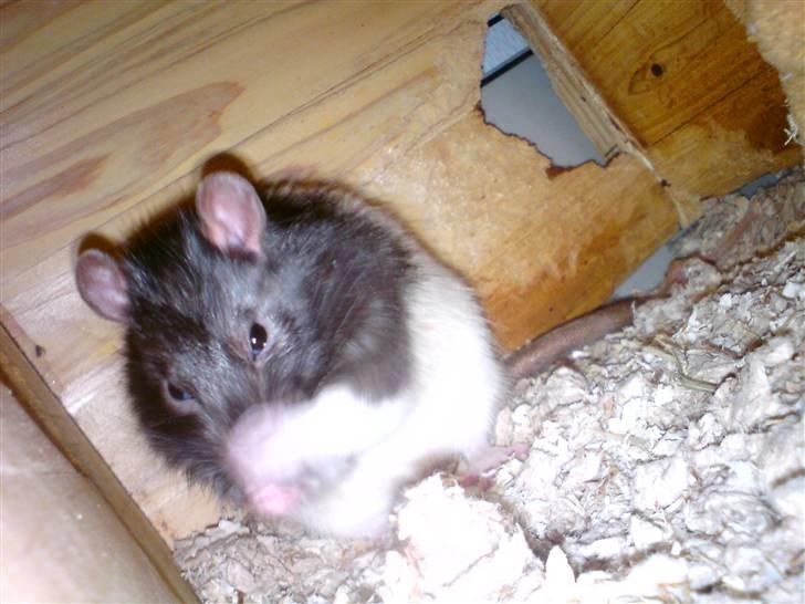 Tamrotte Dave (Død)  billede 3