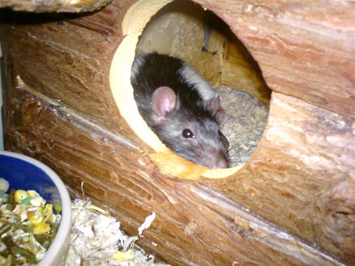 Tamrotte Dave (Død)  billede 4