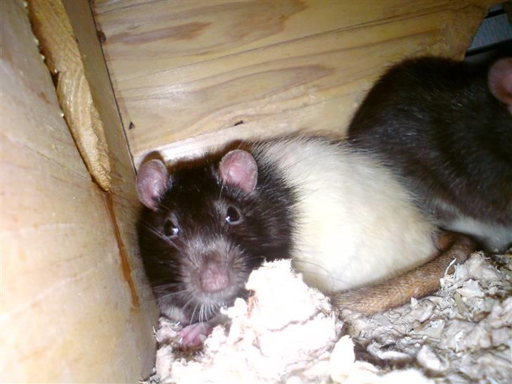 Tamrotte Dave (Død)  billede 5