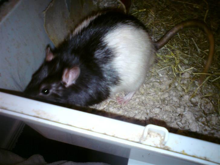 Tamrotte Dave (Død)  billede 6