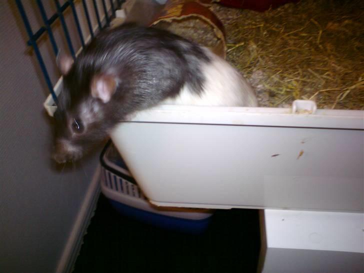 Tamrotte Dave (Død)  billede 7