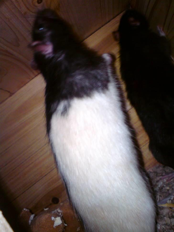 Tamrotte Dave (Død)  billede 8