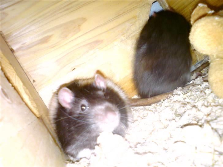 Tamrotte Dave (Død)  billede 9