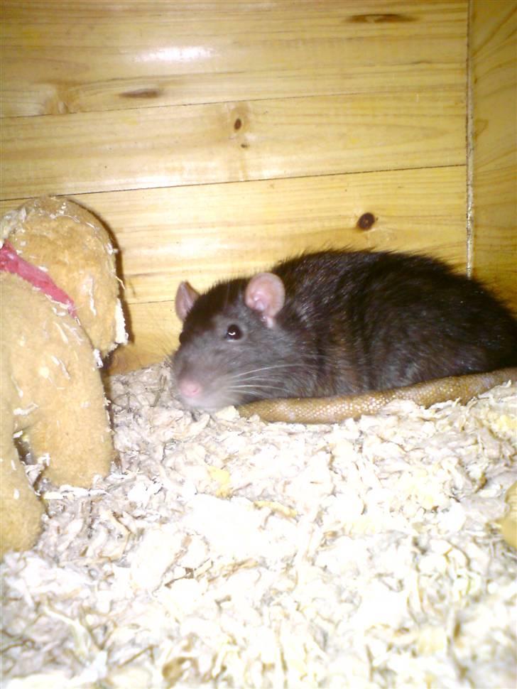 Tamrotte Sesse (Død)  - Velkommen til Sesse profil :D  ´ hun holder øje med jer ´ :P  billede 1