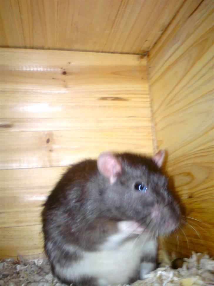 Tamrotte Sesse (Død)  billede 2