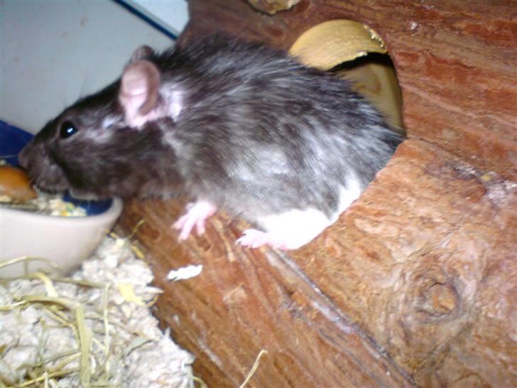 Tamrotte Sesse (Død)  billede 3