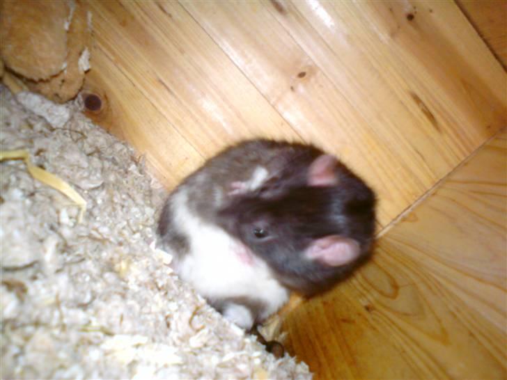 Tamrotte Sesse (Død)  billede 4