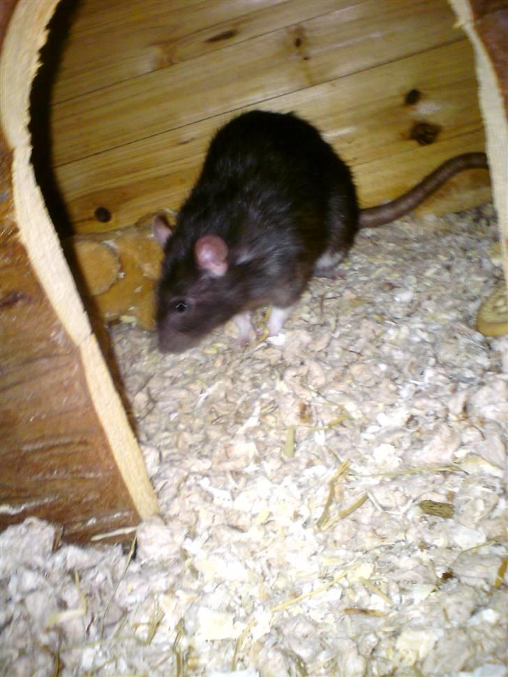 Tamrotte Sesse (Død)  billede 5