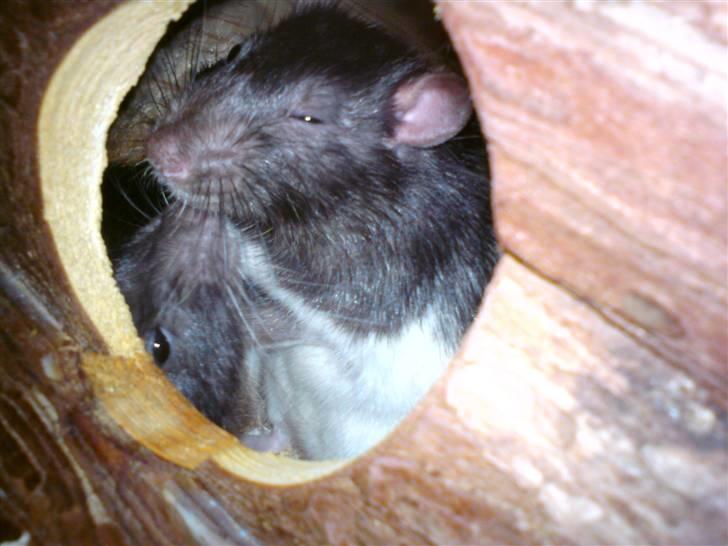 Tamrotte Sesse (Død)  billede 6