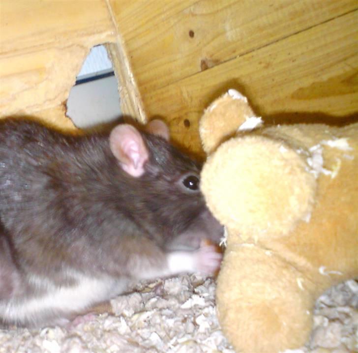 Tamrotte Sesse (Død)  - Her spiser hun lige lidt af hendes madkammer :D som består af bla. blomster, chokolade, og blade :D  billede 7