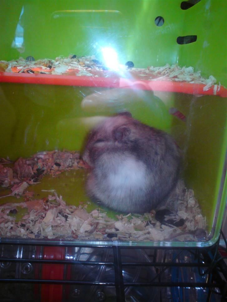 Dværghamster Bianca billede 15