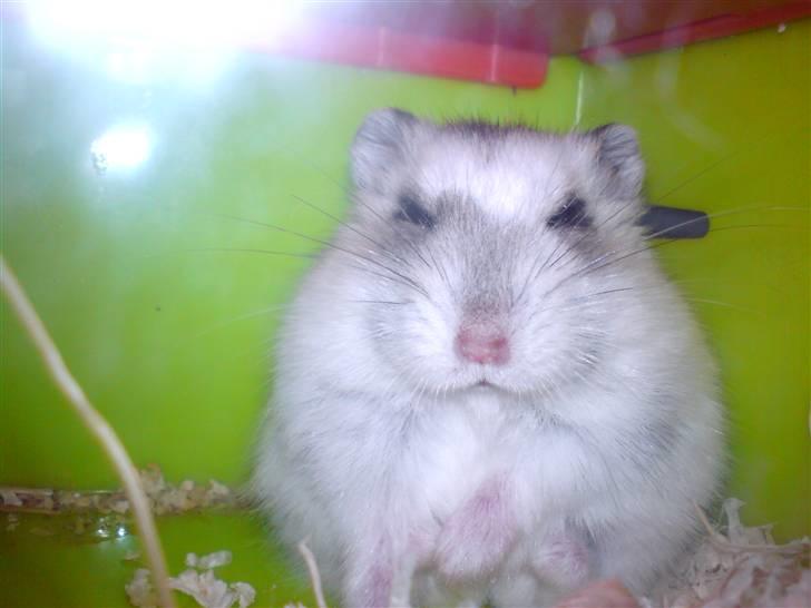 Dværghamster Bianca billede 16