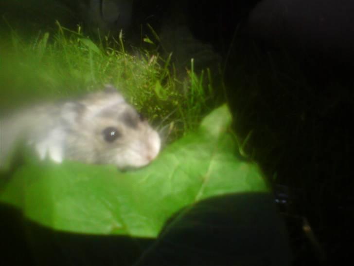 Dværghamster Bianca billede 17