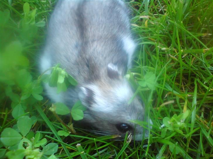 Dværghamster Bianca billede 18