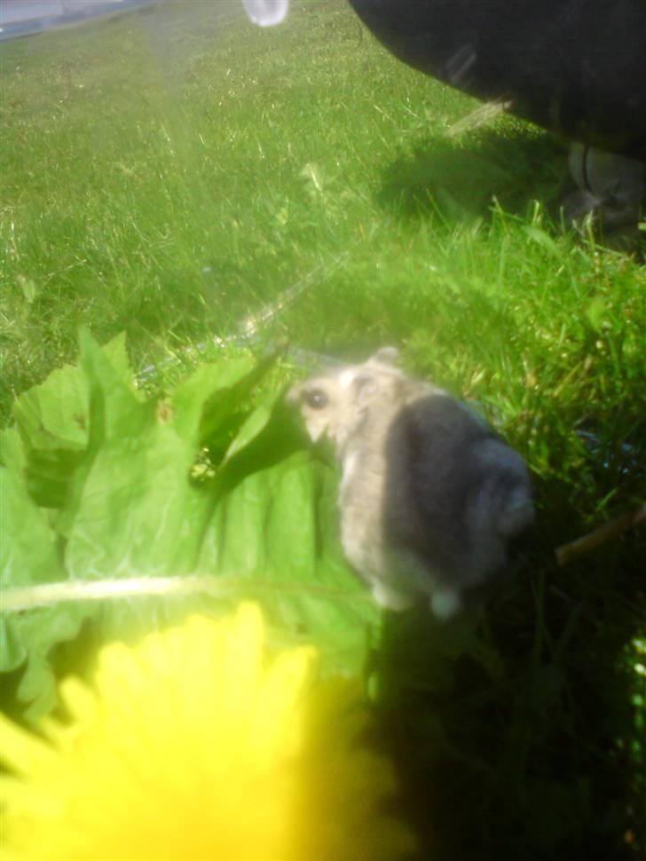 Dværghamster Bianca billede 19