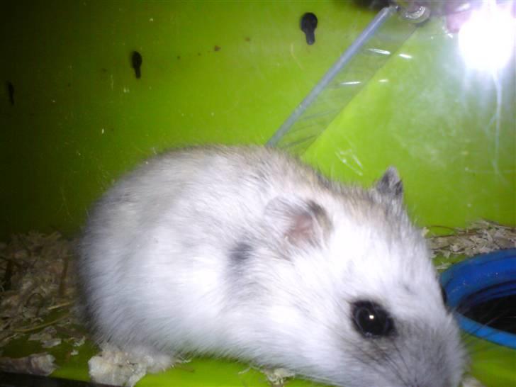 Dværghamster Bianca billede 20