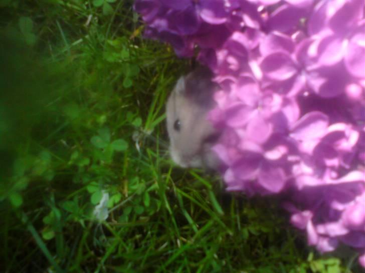 Dværghamster Gunnar billede 11