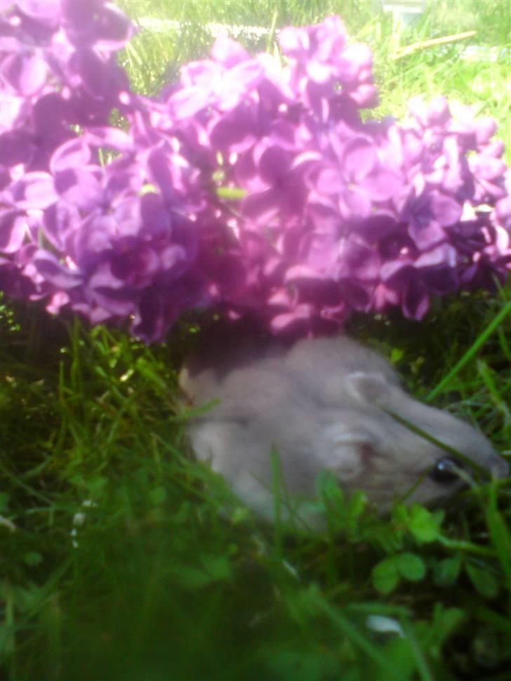 Dværghamster Gunnar billede 12