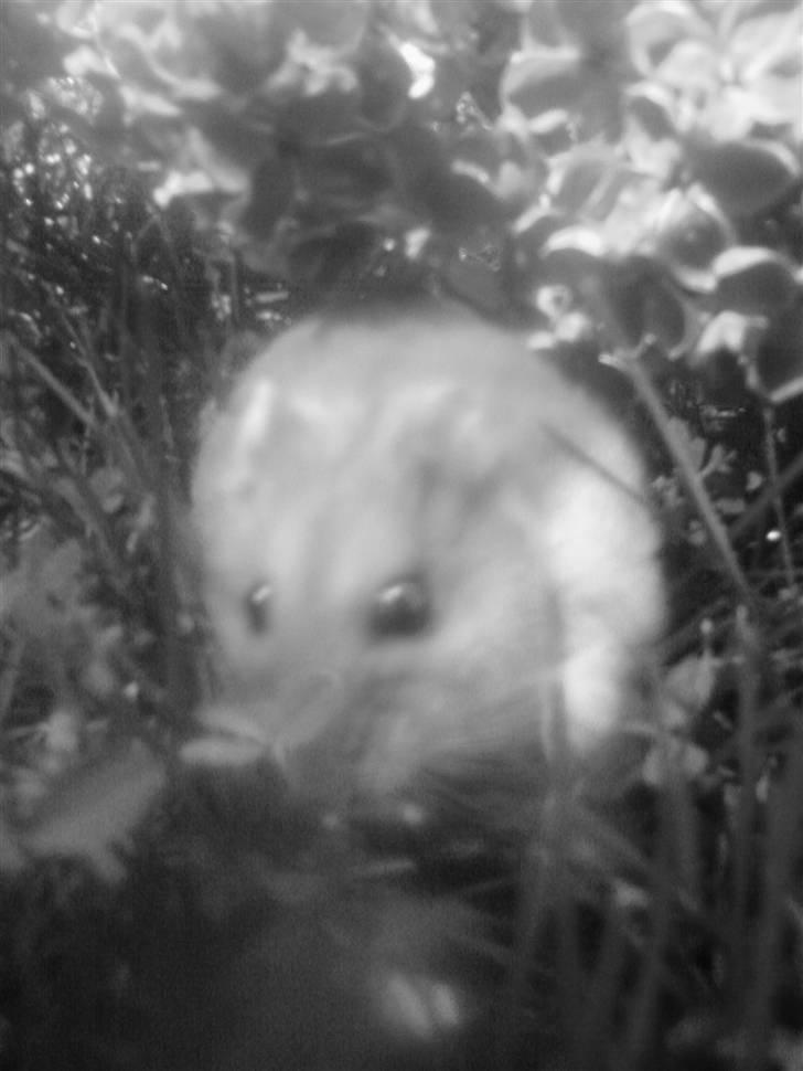 Dværghamster Gunnar billede 13