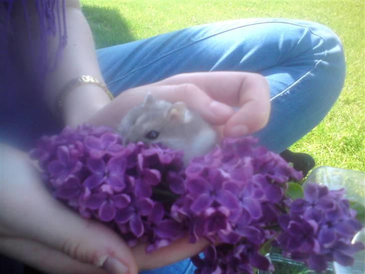 Dværghamster Gunnar billede 14