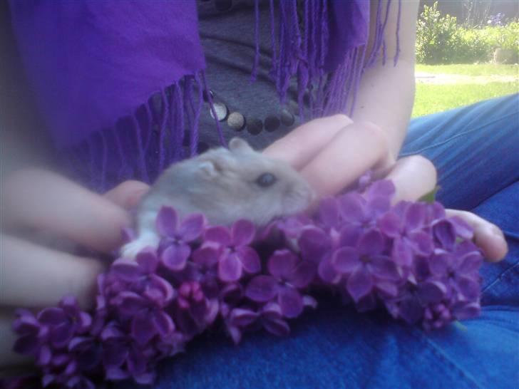 Dværghamster Gunnar billede 15