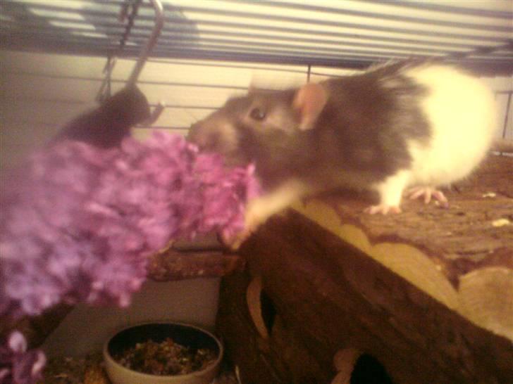 Tamrotte Dave (Død)  - Han ville lige prøve at have hele blomsten i munden :D  billede 10