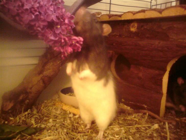 Tamrotte Dave (Død)  billede 11