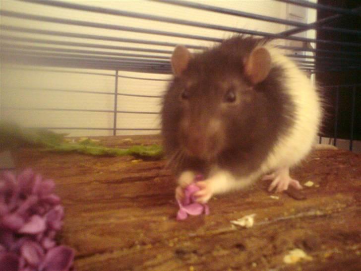Tamrotte Dave (Død)  - Nu når han ikke kunne have hele blomsten i munden, måtte han jo nøjes med noget af den, :D  billede 12