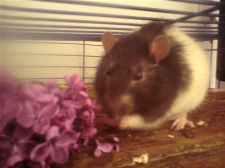 Tamrotte Dave (Død)  billede 13