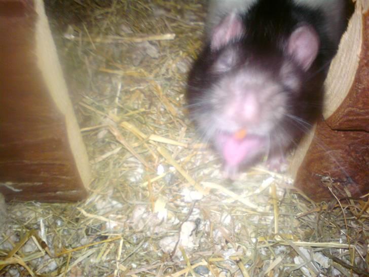 Tamrotte Dave (Død)  - Haha, han synes åbenbart det var kedeligt at få taget billeder, så han gabte :P  billede 14