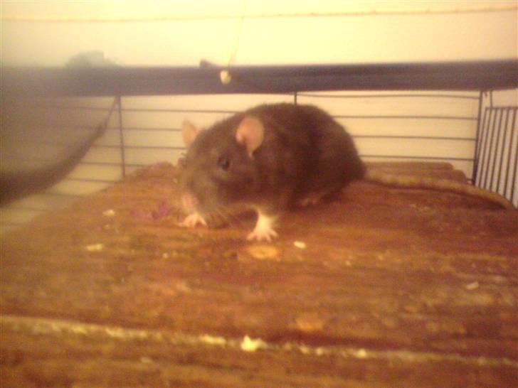 Tamrotte Sesse (Død)  - Hun skulle lige op og se om Dave havde efterladt lidt mad :D  billede 8