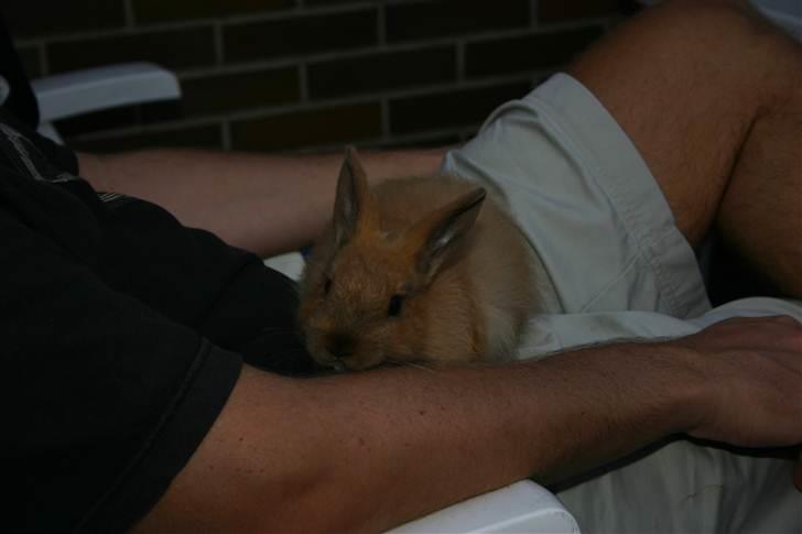 Kanin Rubin - En ung Rubin.. Nuttet billede 17