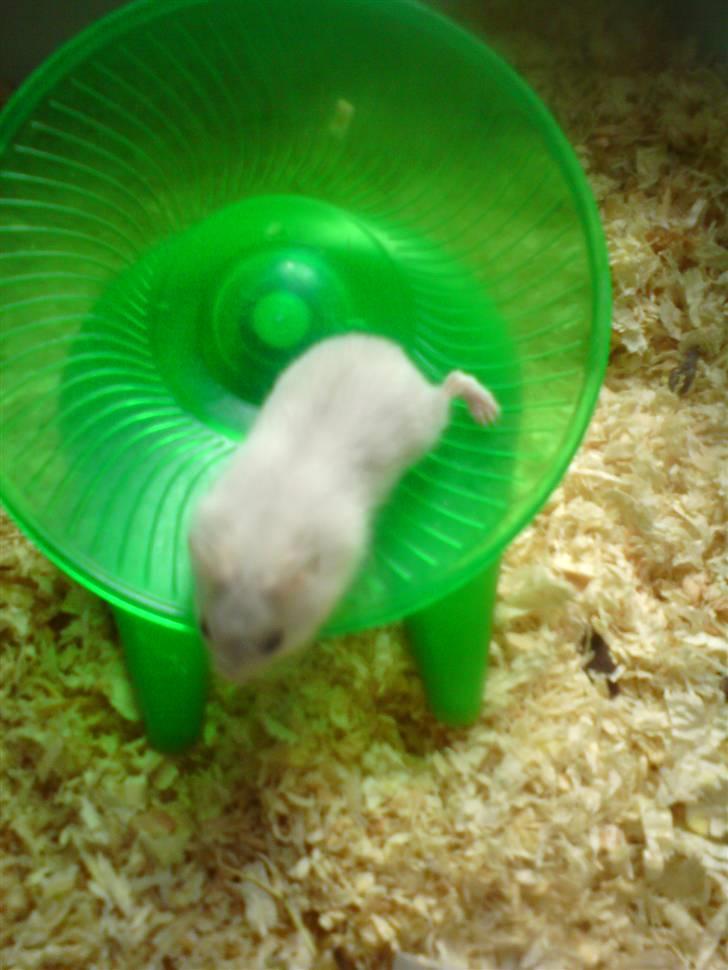 Dværghamster Dumbo (solgt) - Velkommen :) her løber han i sit ´´specielle´´ hjul :D  billede 1