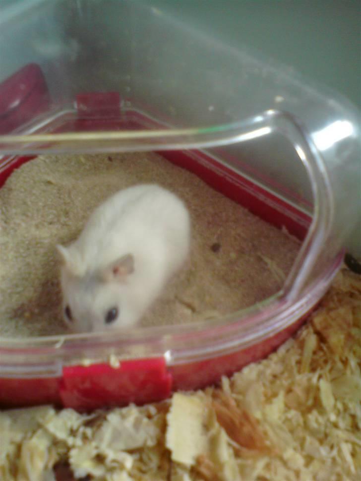 Dværghamster Dumbo (solgt) billede 2